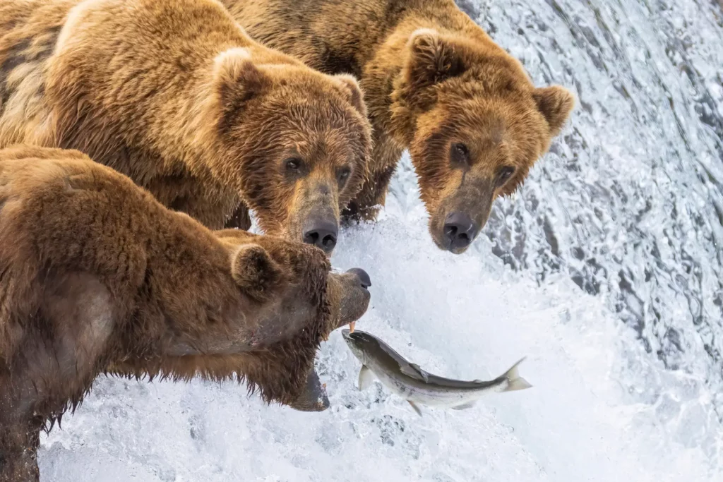 Bare vs. Bear