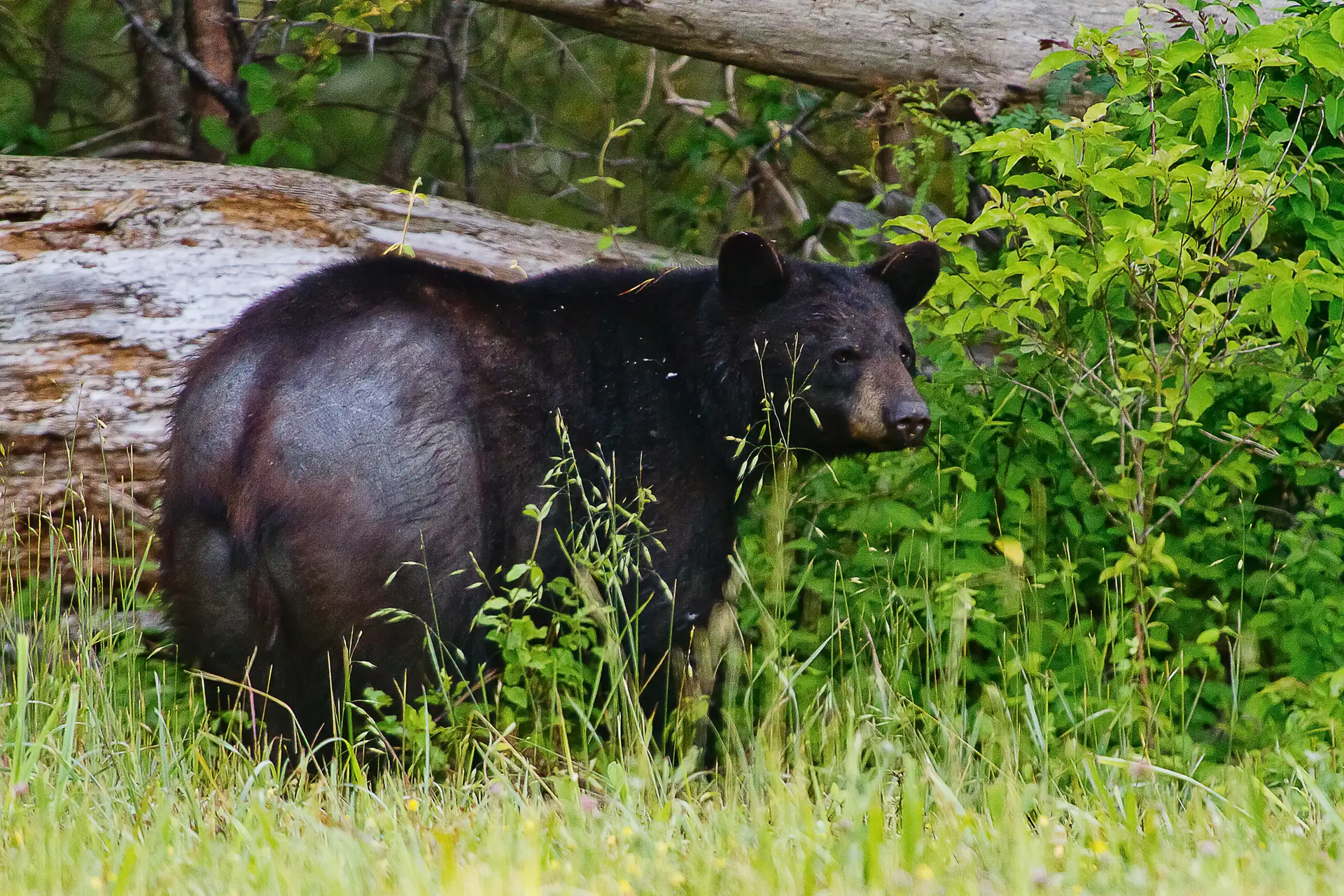Bare vs. Bear The Art of Grammar